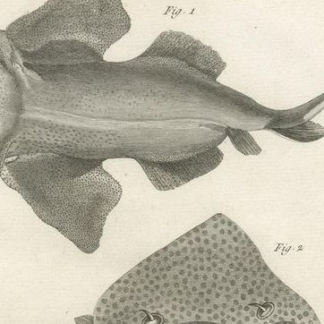 Decorative Set of Three Antique Fish Prints - Ornamental History Prints, ca.1770, close-up 1