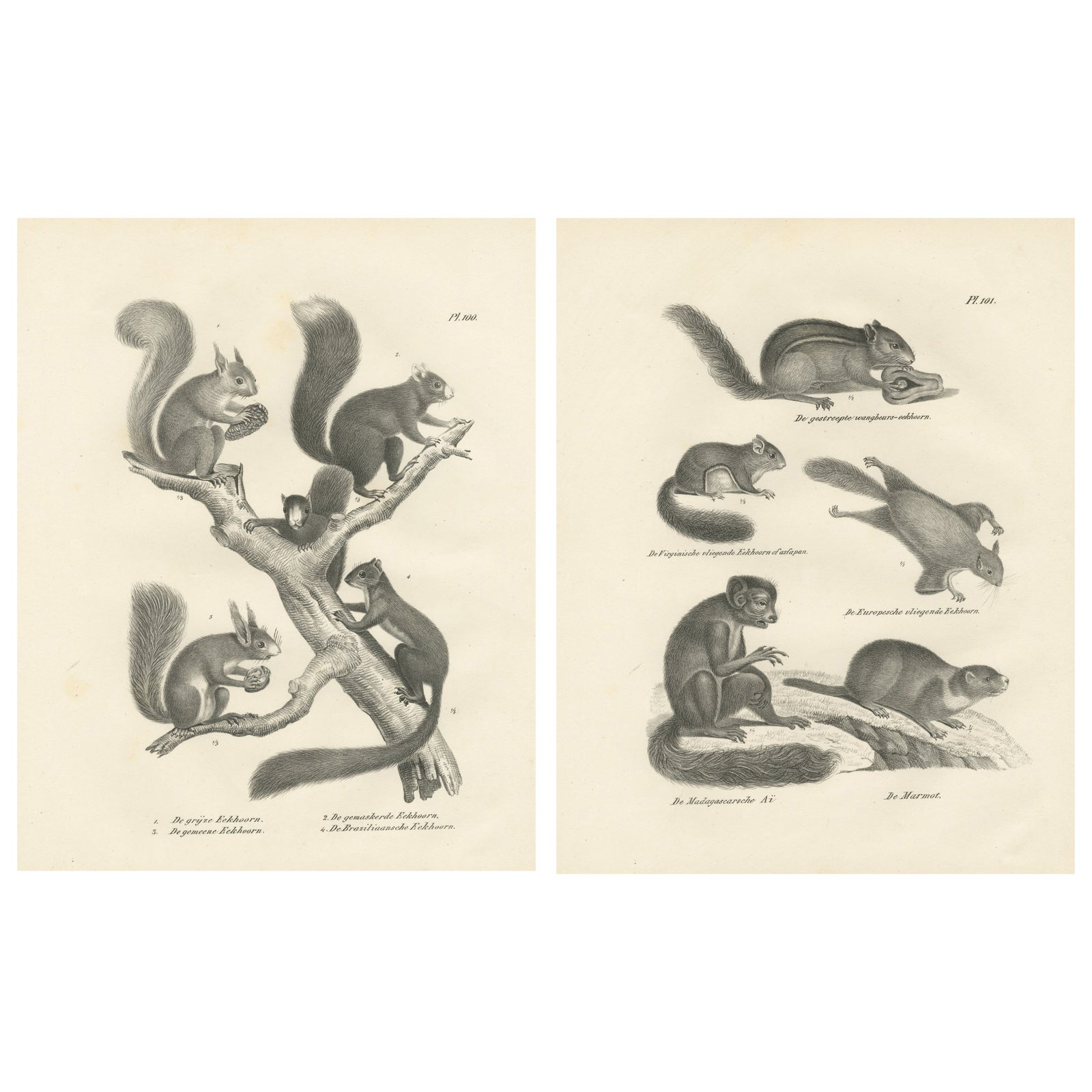 Antique Lithographs of Squirrels & Flying Squirrels, 19th Century