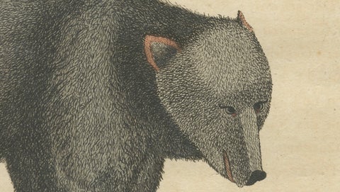 Antique Tapir & Bear Zoological Engraving, Bertuch, c. 1800, close-up 6