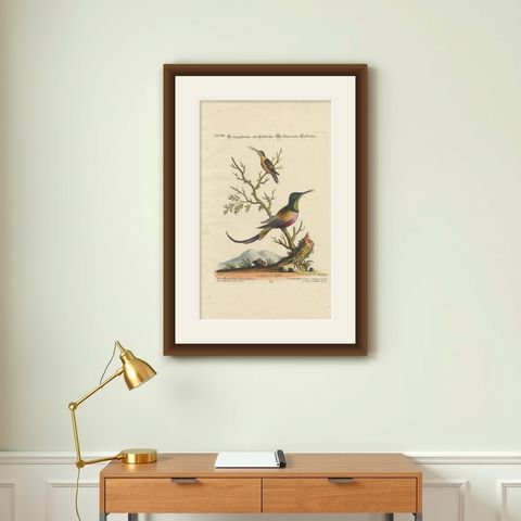 Large Red and Small Brown Hummingbirds Engraving by J.M. Seligmann, 18th Century, shown framed on a wall