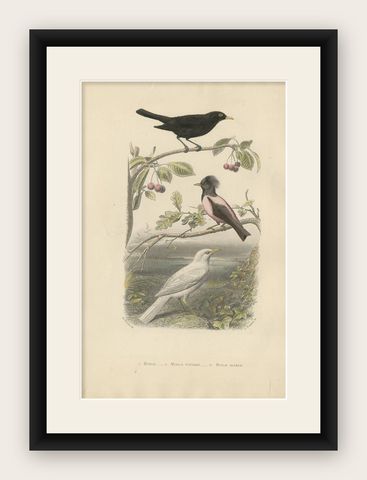 Common Blackbird, Rosy Starling and Albino Blackbird, Antique Bird Print, 1860, shown framed