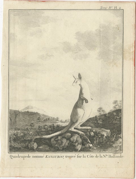 Antique Copper Engraving of a Kangaroo in Australia, 1744, view 2