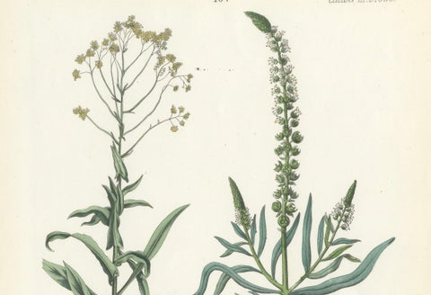 Hand-Colored Botanical Lithograph of Woad and White Goosefoot, Calwer, 1854, close-up 2