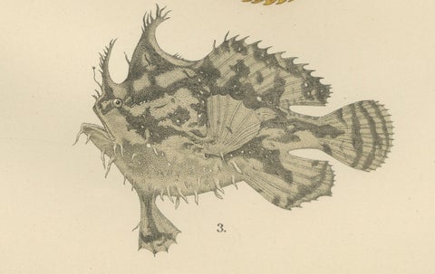 Spotted Toadfish, Anglerfish, and Frogfish - Unique Scandinavian Fish Lithograph, close-up 2