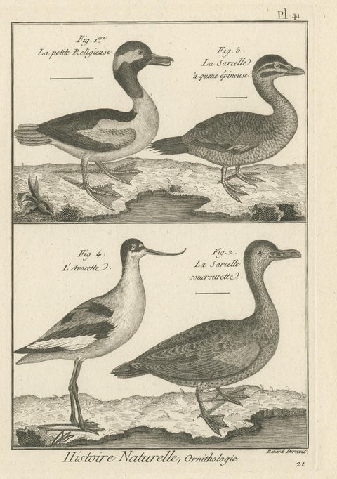Antique Print of the Avocet Bird and various Ducks by Bonnaterre '1790', view 3