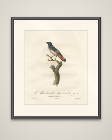 1807 American Redstart Illustration - 'Le Moucherolle doré mâle' Old Bird Print, shown framed