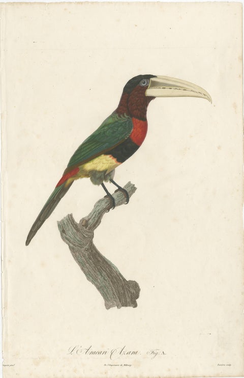 Two Magnificent Hand-Colored Antique Prints of a Toucan, Ca.1805, Rare, view 4