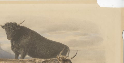 Cow and Young Bull of the West Highland Breed from the Scottish Highlands - 1840, close-up 1
