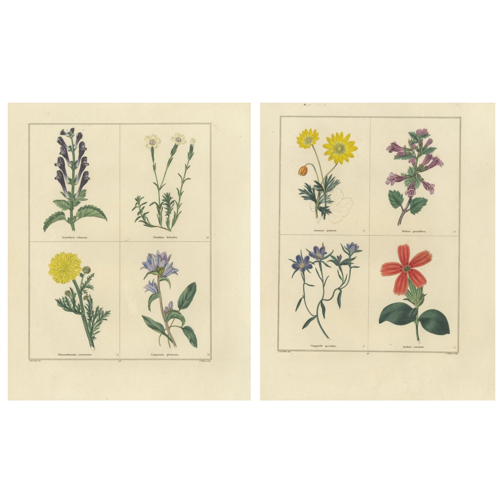 Pair of Hand-Colored Botanical Engravings of Wild & Garden Flowers, London 1828