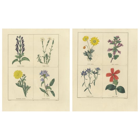 Pair of Hand-Colored Botanical Engravings of Wild & Garden Flowers, London 1828