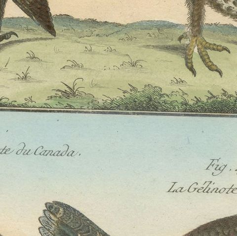 Authentic, Brightly Hand-Colored, Rare Copper Engraving of Four Birds (1792), close-up 2