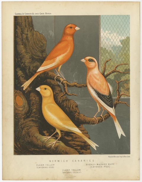 Antique Bird Print of the Norwich Canaries Clear Yellow 'Cayanne-Fed' and Other, view 2
