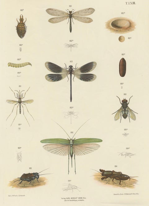 Large Antique Entomology Poster, Dragonflies, Crickets & Flies, ca.1880, close-up 1