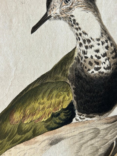 Tringa vanellus, Northern Lapwing (Kievit/Ljip) by Nozeman & Sepp, 1809, view 6