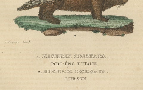 Antique Engraving of Crested Porcupine and North American Porcupine, ca.1825, close-up 3