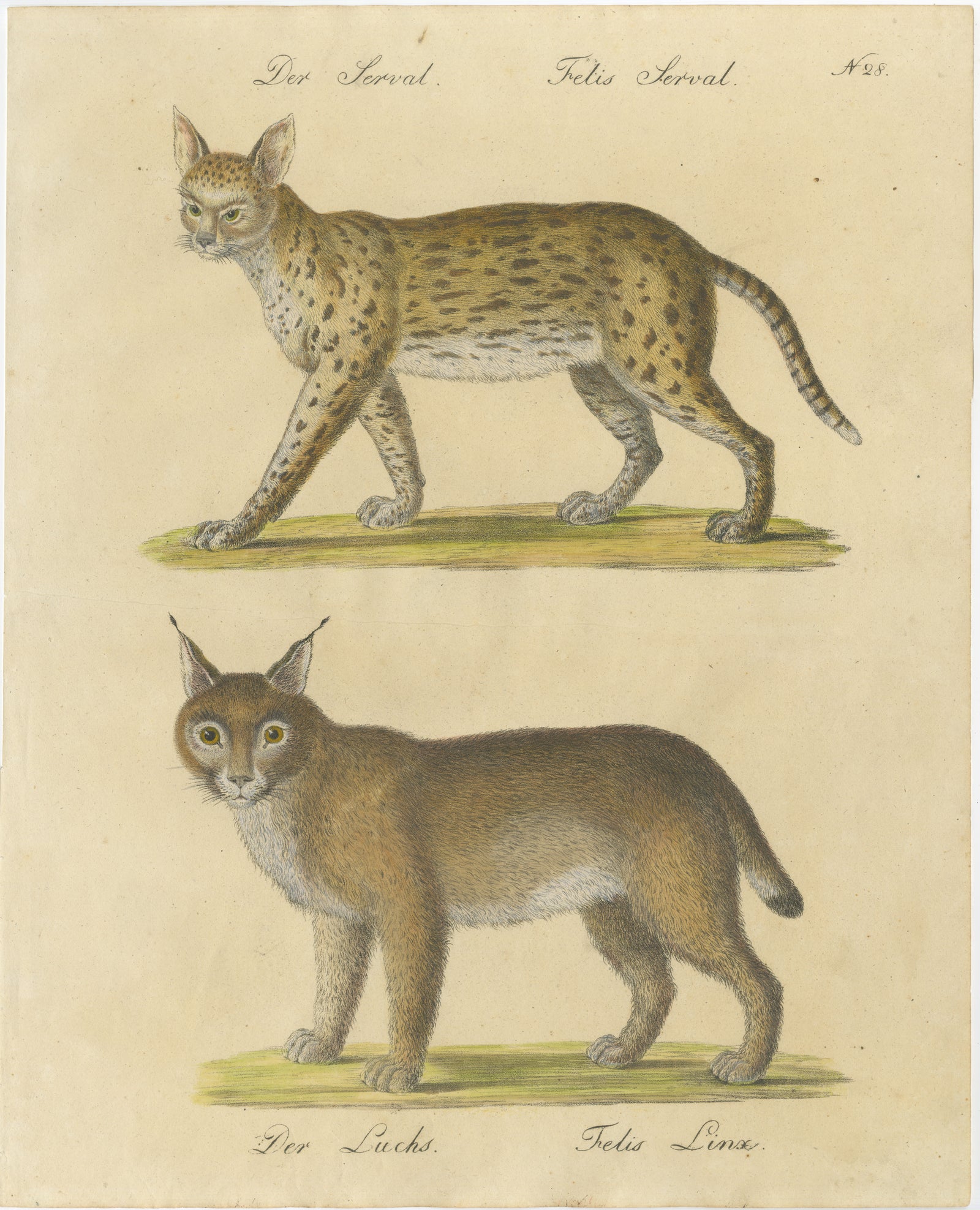Serval and Eurasian Lynx Natural History Lithograph, Brodtmann, 1816