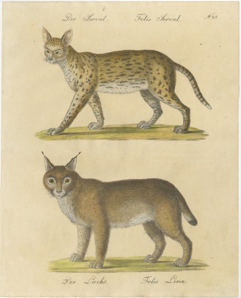 Serval and Eurasian Lynx Natural History Lithograph, Brodtmann, 1816