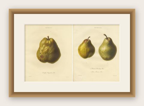 Set of 2 Antique Prints of the Duchesse d'Angouleme Pear and Others, shown framed