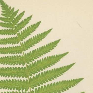 Antique Hand-Colored Fern Prints - Aspidium Aculeatum, Oreopteris & Thelypteris, close-up 1