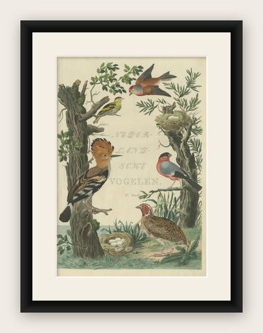 Rare Dutch Bird Print, Hoopoe, Bullfinch, Linnet and Quail, ca. 1770–1829, shown framed