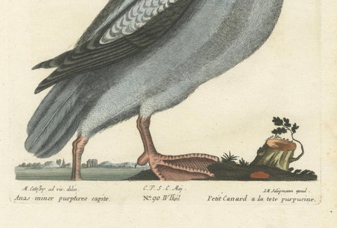 Hand-Colored Engraving of the Little Duck with a Purple Head by Seligmann, c1770, close-up 2