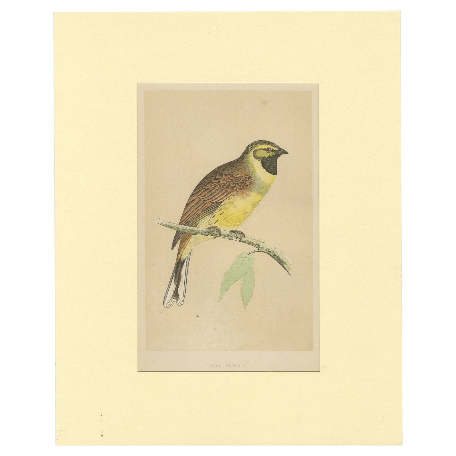 Antique Bird Print of a Cirl Bunting