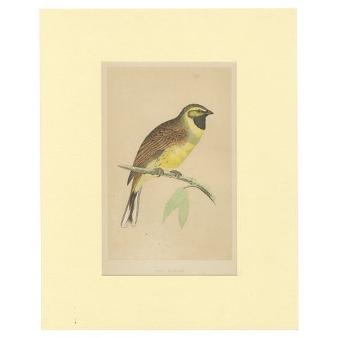 Antique Bird Print of a Cirl Bunting