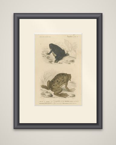Frog Print of Cape Dactylethra and Surinam Toad, c.1850, by Orbigny, shown framed