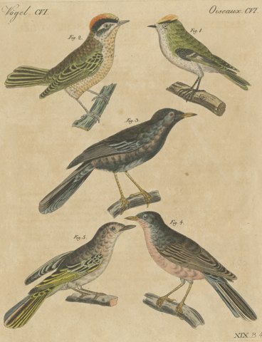 Goldcrest and Firecrest with Songbirds, Antique Bertuch Print, circa 1820