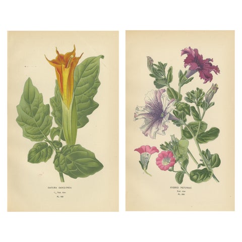 1897 Decorative Old Botanical Prints, Datura Sanguinea and Hybrid Petunias