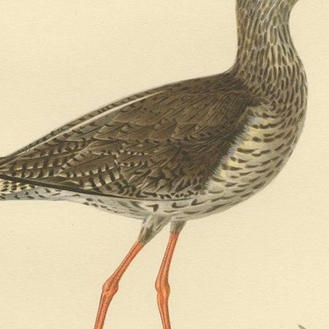 Antique Bird Print of the Common Redshank ;Summer' by Von Wright, 1929, close-up 2