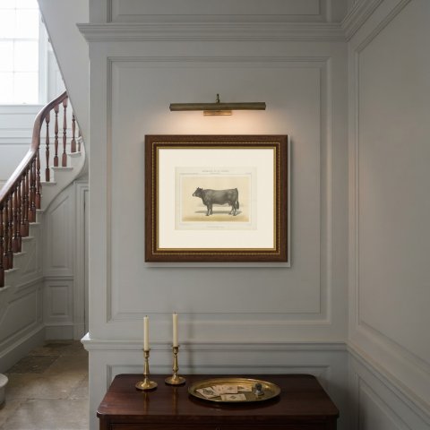 Gascon Cow, French Cattle Chromolithograph from Animaux de la Ferme, 1863, shown framed on a wall