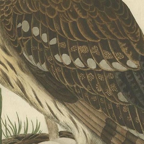 Strix Ulula, Hand-Coloured Engraving of Short-Eared Owl with Eggs, 1770–1829, close-up 1
