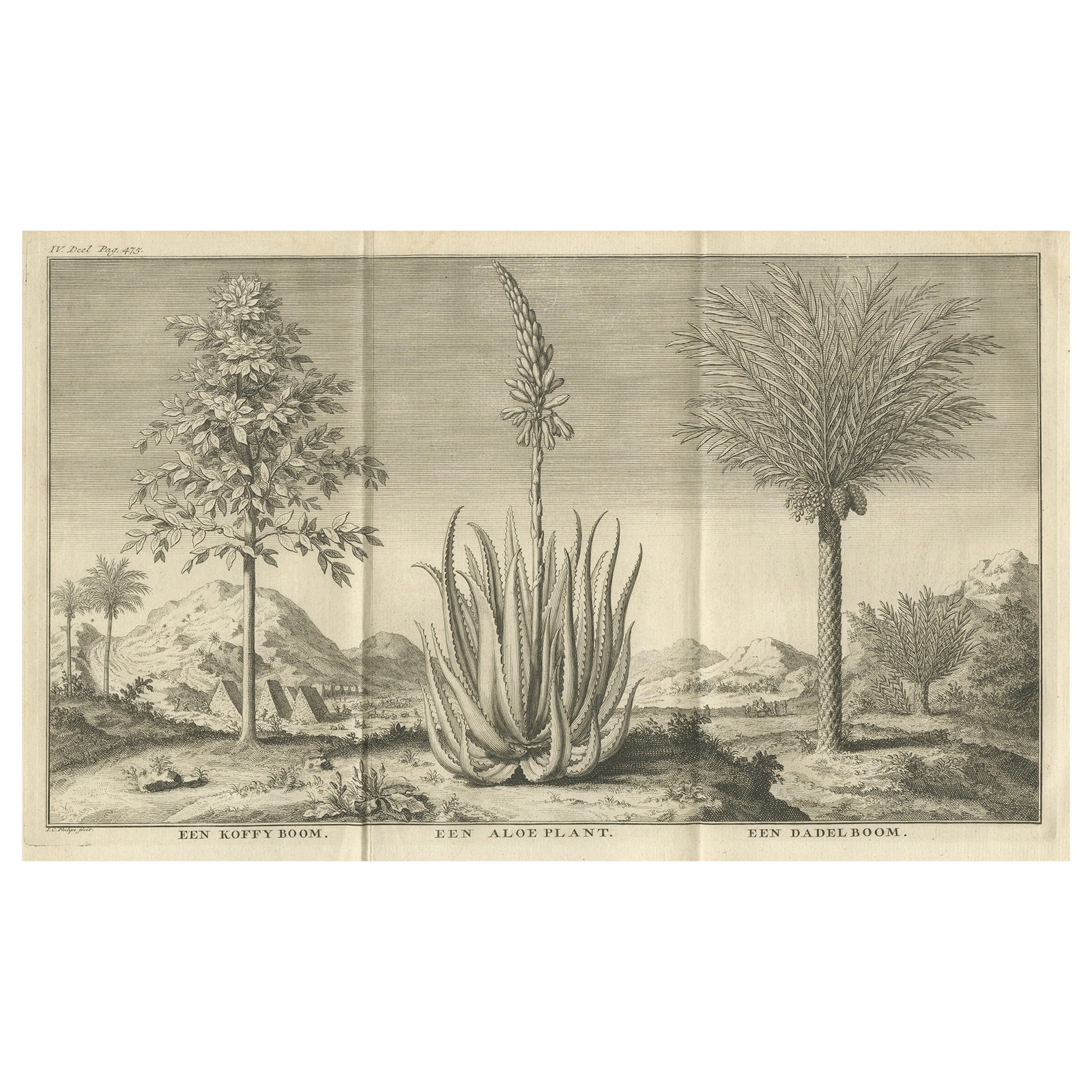 Coffee, Aloe, and Date Trees, Exotic Botanical Engraving, Dutch, c.1730