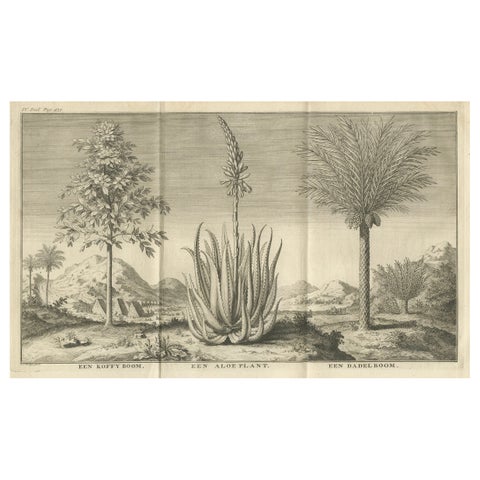 Coffee, Aloe, and Date Trees, Exotic Botanical Engraving, Dutch, c.1730