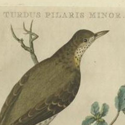 Antique Bird Print of the Fieldfare by Sepp & Nozeman, 1770, close-up 1