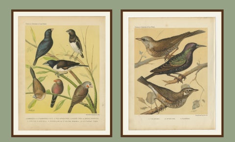 Antique Bird Prints, Finches, Waxbills, Starlings & Fieldfare, Cassell’s, 1888, view 4