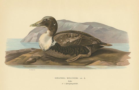 Antique Bird Print of the Common Eider by Von Wright, 1929, view 4