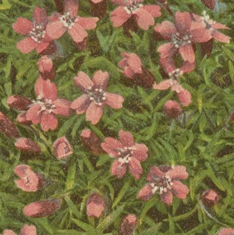 Antique Botany Print of The Silene Acaulis Plant by Palla, 1897, close-up 2