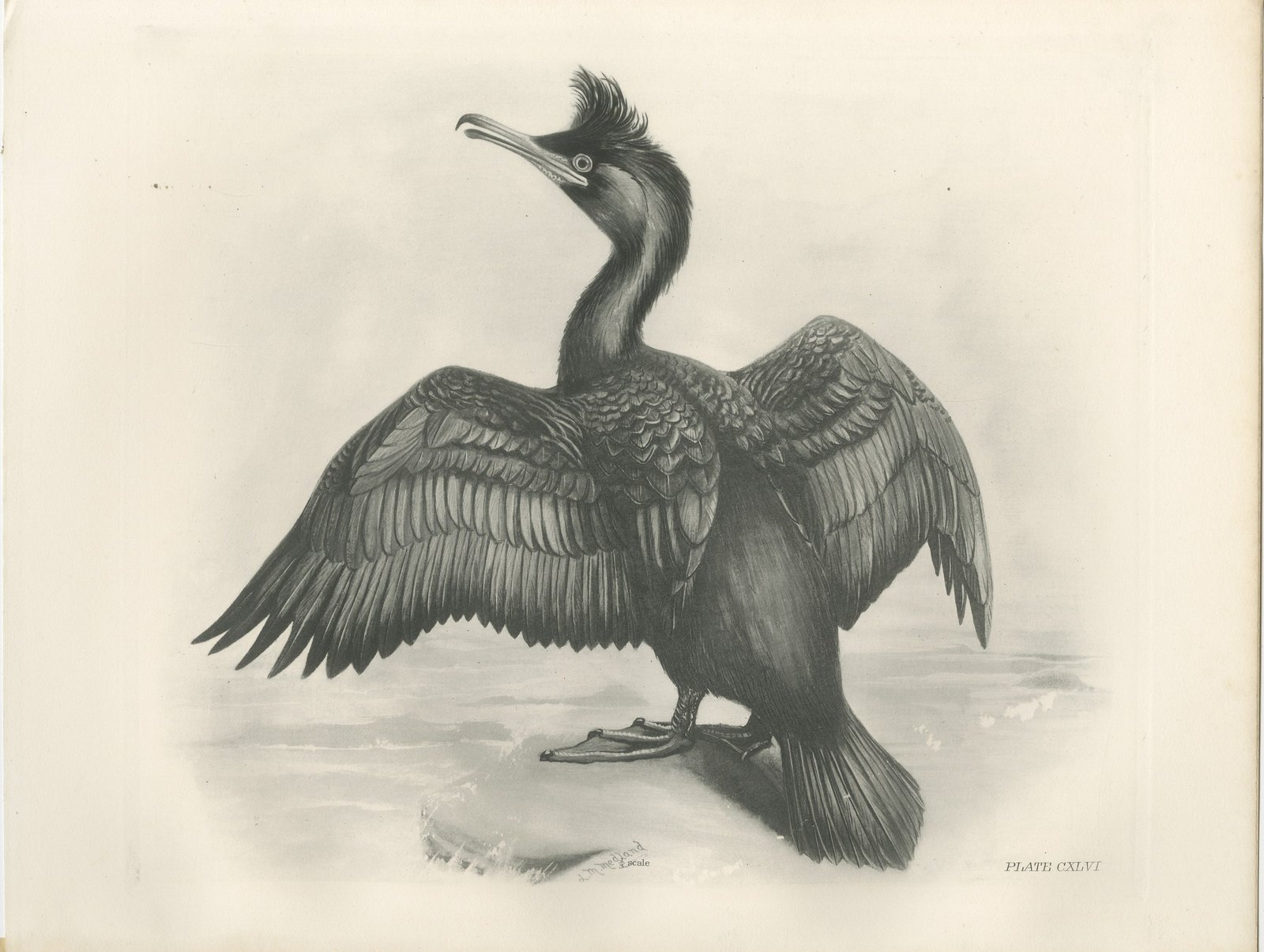 Shag, Antique Bird Print after Lilian Medland, circa 1909