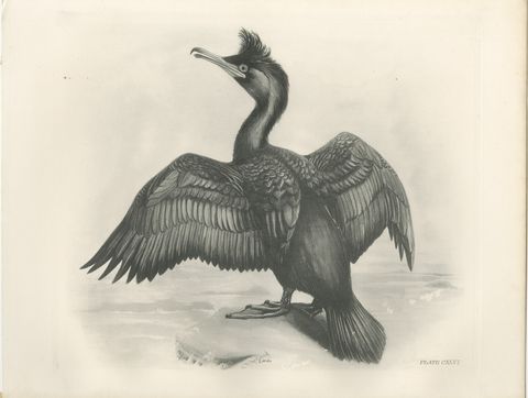 Shag, Antique Bird Print after Lilian Medland, circa 1909