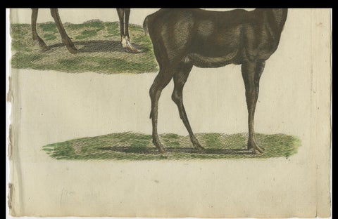 Hand-Colored Antique Engraving of a Male and Female Deer, Published in 1820, close-up 2