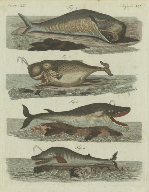 Original Antique Print of Sperm Whale and North Atlantic Whales, ca.1800, close-up 3