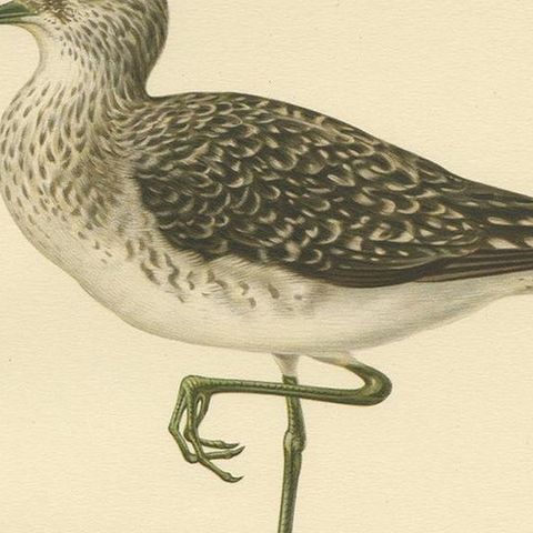 Antique Bird Print of the Wood Sandpiper 'Male' by Von Wright, 1929, close-up 2