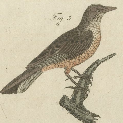 Crested Lark and Other Larks, Antique Bertuch Print, Vienna, circa 1805, close-up 5