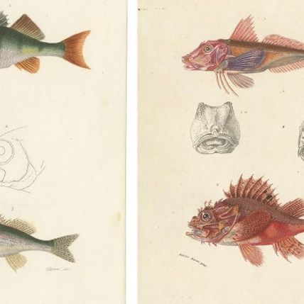 Set of 9 Antique Prints of Various Handcolored Fish Species, close-up 1