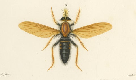 Antique Dipteres Engraving, Giant Flies & Robber Flies, circa 1800, close-up 4