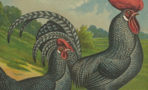 The Striking Cuckoo Italian Chicken - A Rare 19th Century Poultry Lithograph, close-up 1
