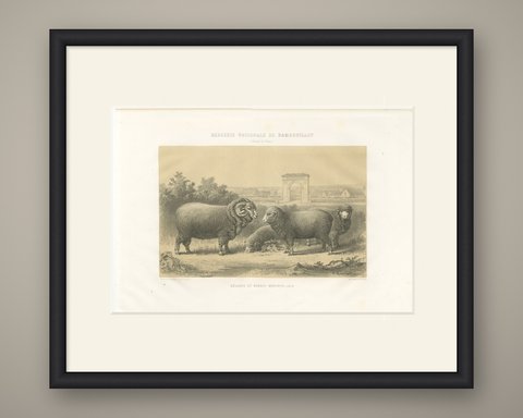 Rambouillet Merino Rams and Ewes of 1873, Antique Sheep Print, shown framed