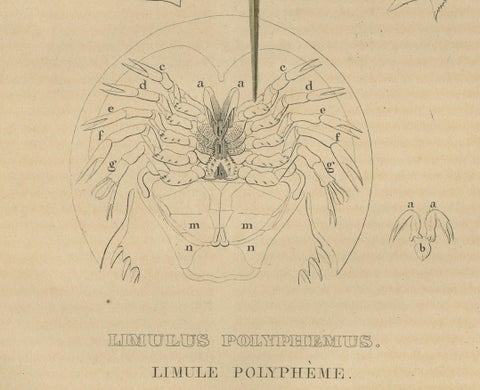 Anatomy of the Atlantic Horseshoe Crab, A Hand-Colored Engraving of 1845, close-up 2